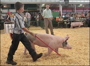 A boy walks with his swine while being judged during Monroe County Fair.