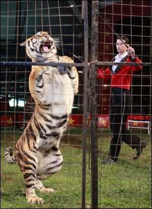 A trainer and tiger perform their act.