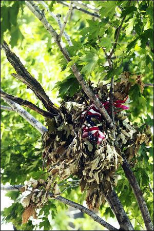 A squirrel's nest outside the Safety Building has at least two of the stolen flags woven into it. 