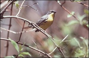 The Kirtland’s warbler’s picky nesting preferences help explain why they neared extinction.