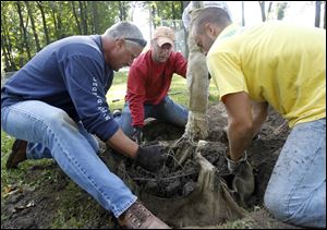 Bill Talbott, of Sylvania Twp., left, Matt Ross, Owens Community College instructor, and Nick Duff, from Wapakoneta, work to plant a tree.