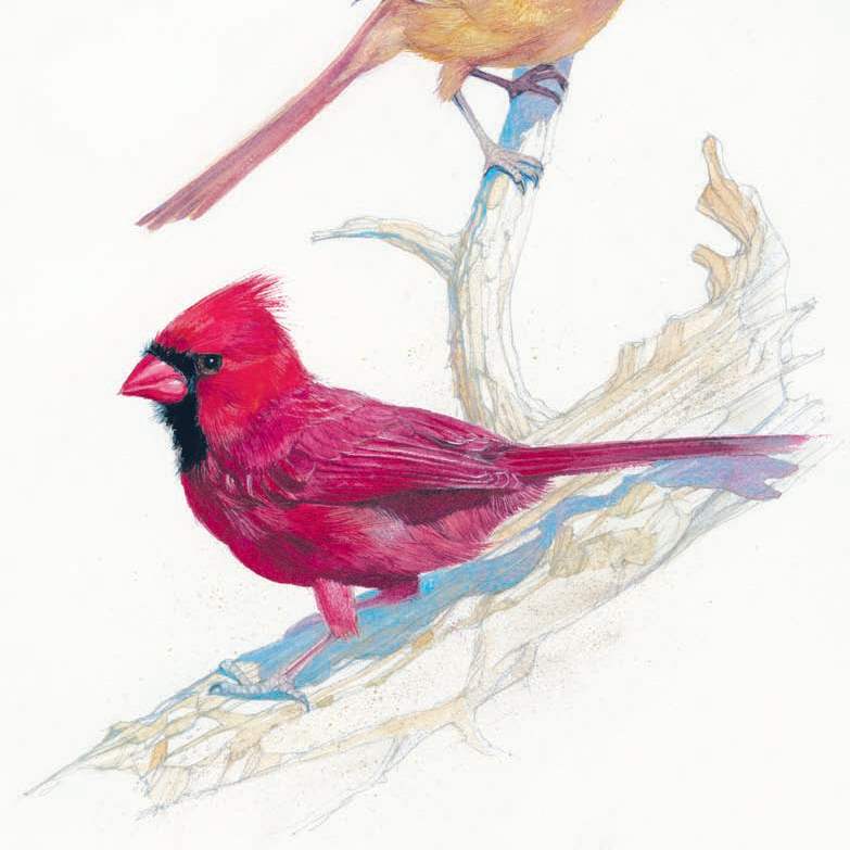 bill-kuhlman-cardinals