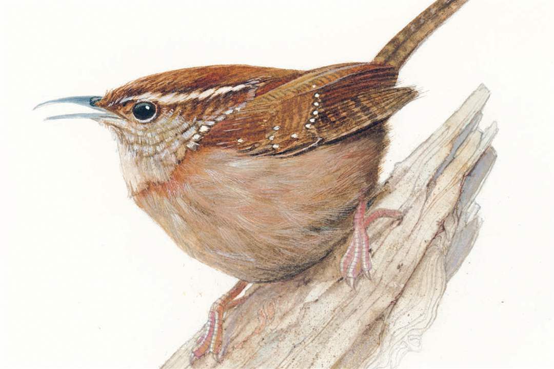 bill-kuhlman-carolina-wren