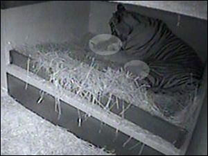 This den cam image shows two newborn tiger cubs, highlighted in the light gray circles, who were born at the Toledo Zoo to mother Marta.