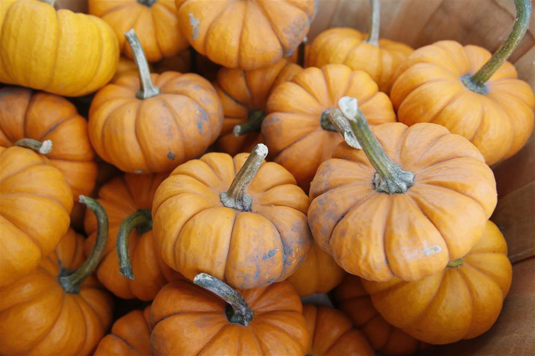 Mag-little-pumpkins