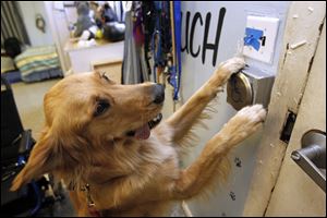 Billy opens a door by pushing on an automatic door opening button as part of his training at the Assistance Dogs of America complex in Swanton, Ohio.