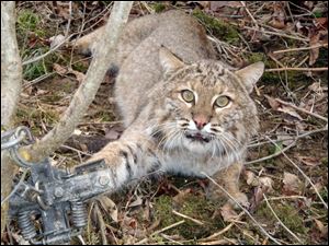 A bobcat is caught in a leghold trap in New Mexico.