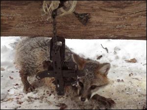 A gray fox is caught in leghold trap in Pennsylvania.