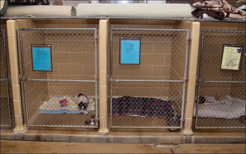 Each dog’s indoor kennel has a card that includes the dog’s name ...