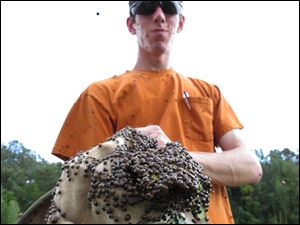Clemson University doctoral student Nick Seiter shows a net filled with ‘kudzu bugs’ caught in a test plot in Blackville, S.C. He is studying the invasive creature that wreaks havoc on soybean crops.