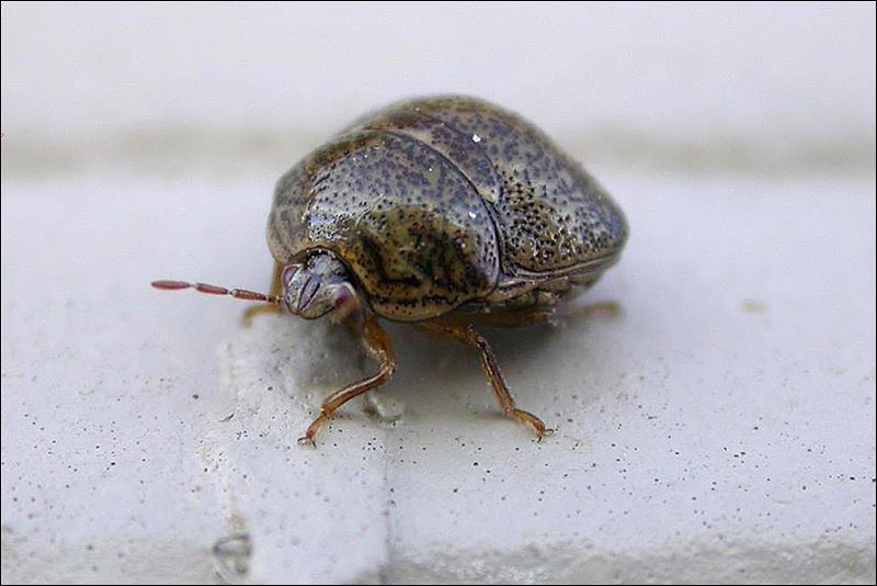 Voracious Asian pests feast on soybean crops Toledo Blade