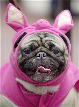 Hercules, a pug, dressed up like a pig waits to take the stage during the Halloween Pet Parade and Costume Contest in Coconut Grove, Fla.  Pet owners will dress up millions of dogs this month for Halloween parades, parties, pictures, contests or candy hunts. 