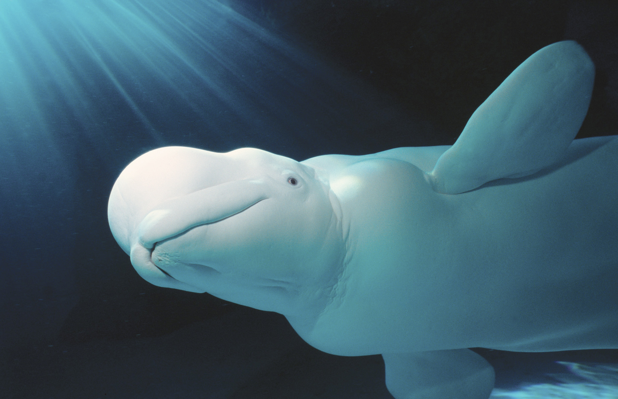 13footlong male beluga whale flown from Chicago to mate at Conn