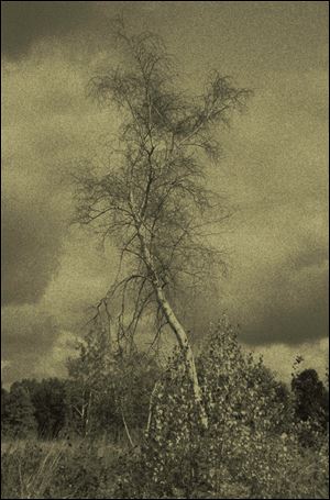 ‘Birch Todd,' a photograph by Mitch Labuda, is among the works in Photography: Experience through the Lens at the Perrysburg Municipal Building and Courthouse. The exhibit, which features the works of seven local artists, will be on display through mid-January.