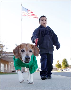 First-grader Lupe Hernandez takes Tucker for a walk at Bennett Venture Academy.