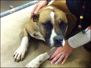 Gretel, a boxer mix, is recovering at the Maumee Bay Veterinary Hospital in Oregon.