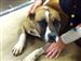 Gretel-the-dog.jpg Gretel, a boxer mix, is recovering at the Maumee Bay Veterinary Hospital in Oregon.