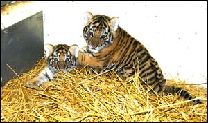 Viktor, left, and Talya, the Amur tiger cubs born two months ago, weighed 21 pounds and 18 pounds, respectively, at a recent checkup.