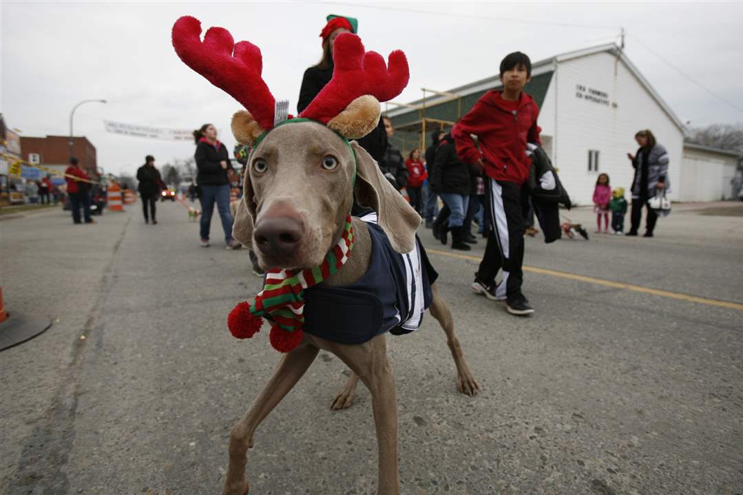 A-dog-dressed-as-a-reindeer-prances-along