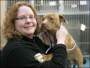 Lucas County Dog Pound warden Julie Lyle holds a pit bull named Amos, which was one of many 'pit bulls' that arrived at the pound in the last year.