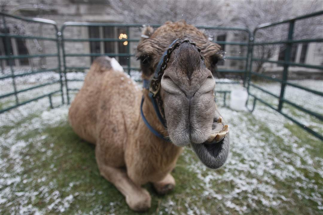 Nativity-Romeo-the-camel