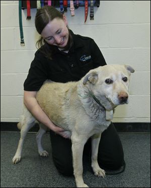 Laura Simmons, office operations manager for the Lucas County Dog Warden, holds the shepherd mix saved from a fire. 