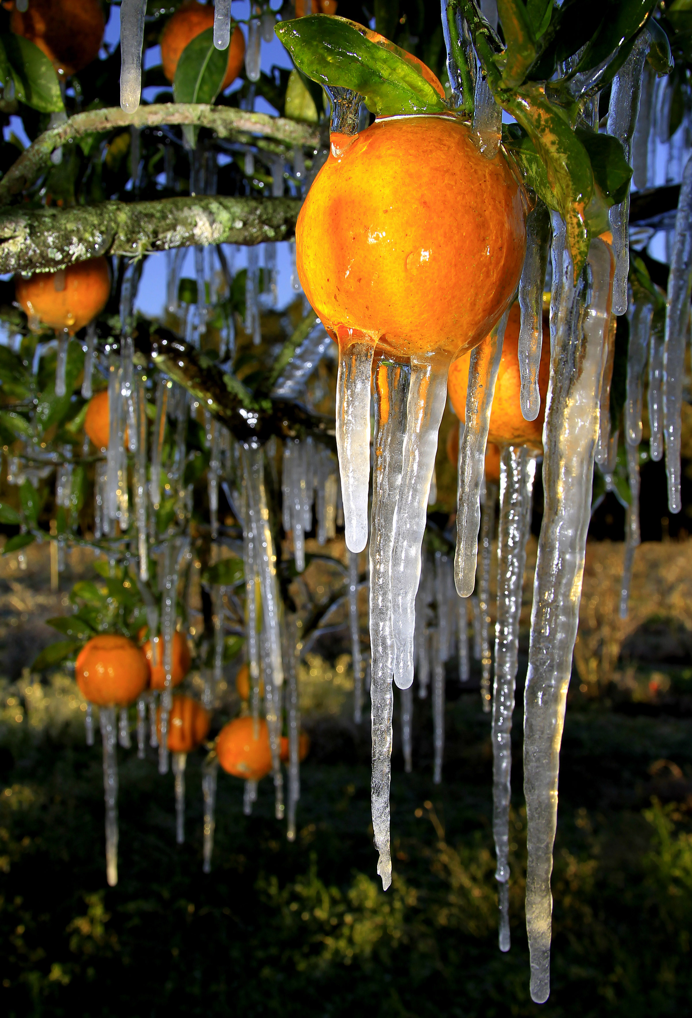 Florida oranges on ice The Blade