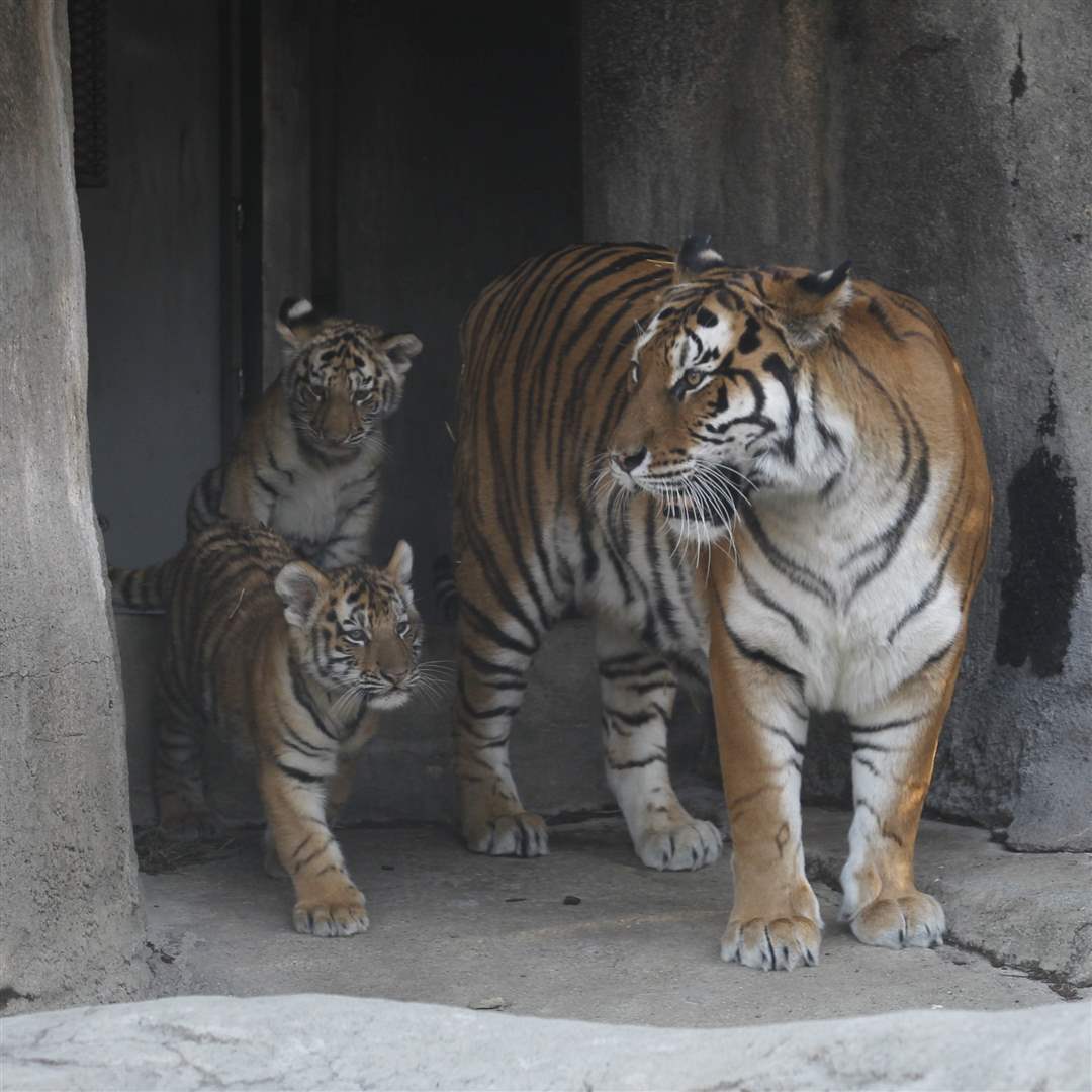 marta-tiger-cubs-enter-habitat