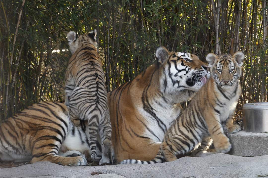 tiger-cubs-playing