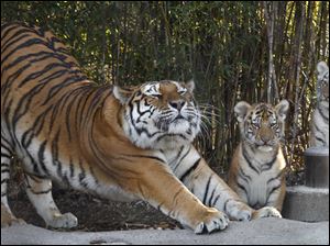 Marta stretches as she watches over her cubs.
