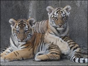 Viktor and Talya are now on exhibit at the Toledo Zoo.