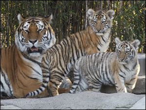 Marta stays close to her twin cubs.