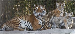 Marta stays close to her twin Amur tiger cubs,  now on exhibit at the Toledo Zoo in Toledo, Ohio.
