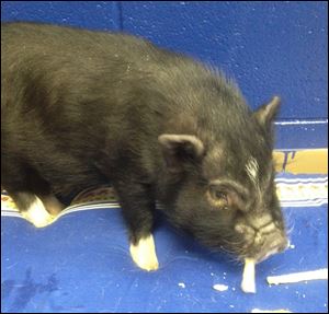 Paulding County Dog Warden Georgia Dyson temporarily took in a 14-week old pot bellied pig when his owners told his pet sitter they no longer wanted him. Bacon Bits will be adopted out to a farm by Heritage Farms Animal Rescue.