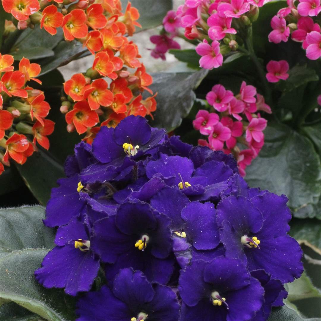 winter-blooms-2-kalanchoe-African-violet