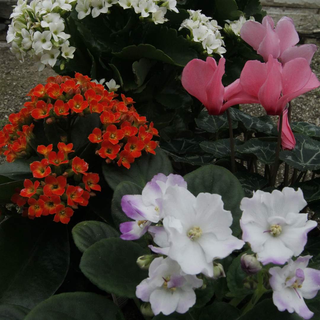 winter-blooms-5-kalanchoe-cyclamen-African-violet