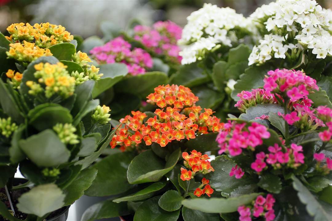 winter-blooms-4-kalanchoes