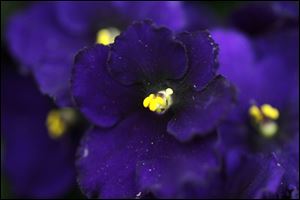 An African violet blooms at Hirzel Brothers Greenhouse in Toledo.