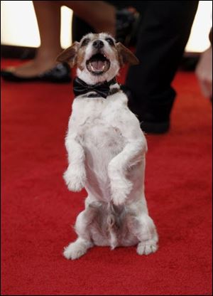 Uggie, the dog, from the film 