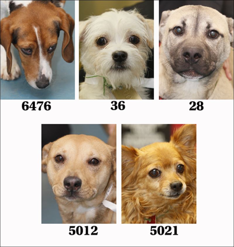 Lucas County Dogs for Adoption 119 Toledo Blade