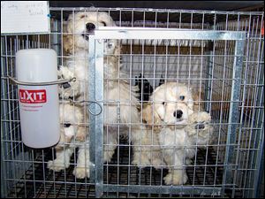 The Coalition to Ban Ohio Dog Auctions says many
sellers have convictions for animal cruelty. These
pups were among more than 1,100 at one breeding
operation in Virginia.