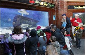 Zoogoers watch a pair of black-tipped reef sharks in the aquarium as educator Chuck Dombrowski, far right, talks about sharks. The Winter Weekends’ activities highlight the indoor activities at the zoo. The program runs through February.