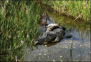 An alligator bites down on the head of a non-native Burmese python as the snake attempts to defeat its foe by constriction. The scene is not unusual in the Everglades, where both species vie for food.