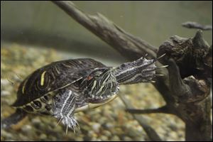 A red-eared slider is among the wildlife on display at the exhibit, which features a babbling stream.