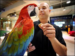 Mike Aronowitz, president of Saveology in Margate, Fla., feeds Chloe, a 2-year-old Macaw that is kept at the company's new headquarters. The atmosphere is to help make employees' work days interesting.