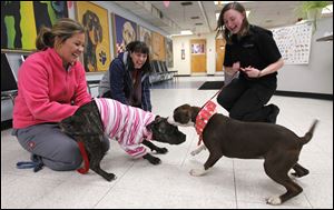 Michelle Lawrence, left, and Jean Keating, members of the Lucas County Pit Crew, watch as Lucas County Dog Pound worker Laura Simmons brings out Karma, 6 months, at the pound. Both dogs will eventually be adopted.