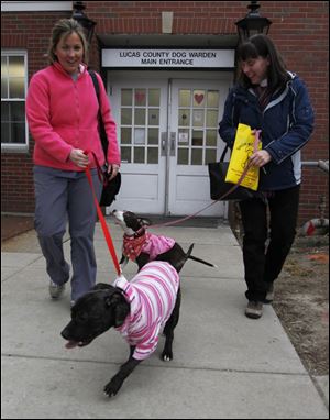 Michelle Lawrence, left, and Jean Keating, members of the Lucas County Pit Crew, leave the Lucas County Dog Pound with two pit bulls who will be available for adoption. Lawrence has Faith and Keating has Karma.