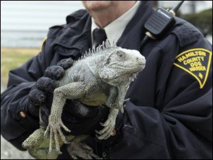 David Jones, a Hamilton County deputy dog warden, carries an iguana rescued from the fire. Another iguana died.