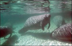 Bill Walsh is a volunteer who helps manatees recover from illness or injury from boat encounters.