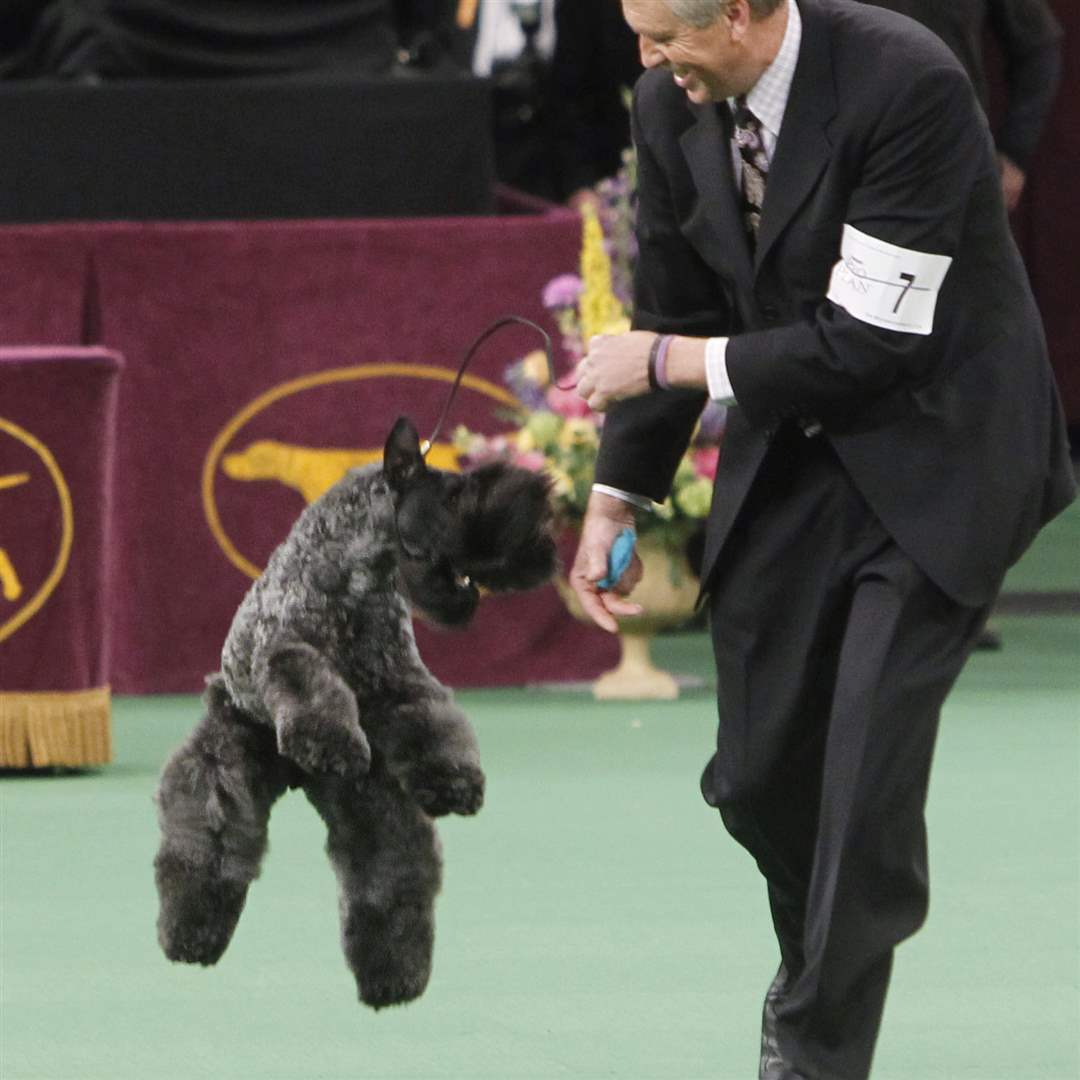 Chelsey-a-Kerry-blue-terrier-jkumps-after-being-named-winner-the-terrier-group